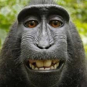 Meet your Posher, Alan